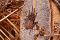 Badumna_longinqua_D7895_Z_89_North Stradbroke island_Australie
